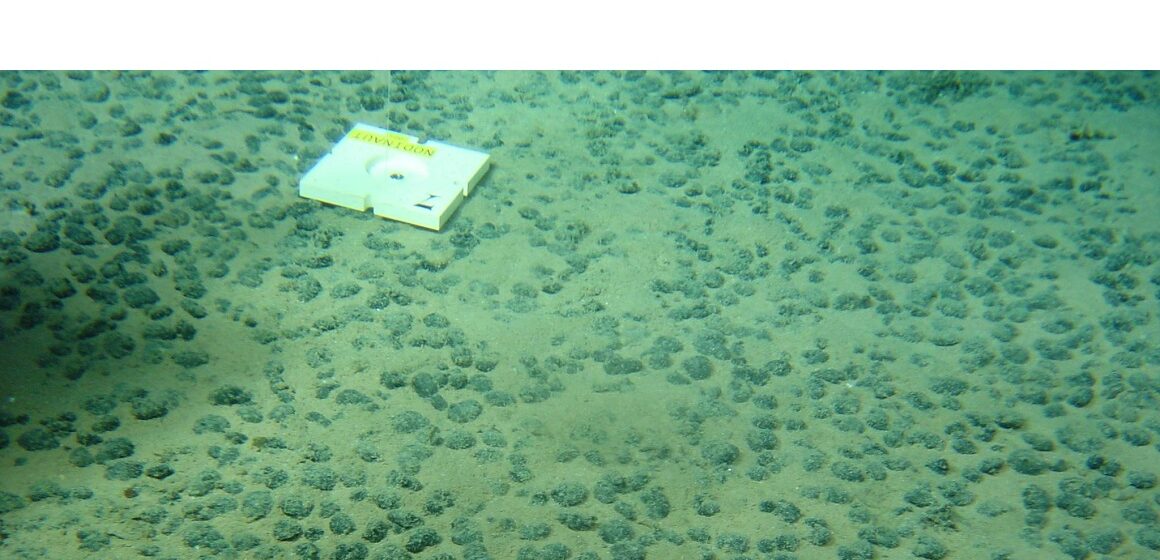 Le submersible Nautile explore les profondeurs abyssales du Pacifique lors de la campagne Nodinaut menée par l’Ifremer (mai-juin 2004). Objectif : étudier les zones de permis minier françaises, où reposent les précieux nodules polymétalliques, riches en manganèse, cobalt et nickel. Photo : Ifremer Le submersible Nautile explore les profondeurs abyssales du Pacifique lors de la campagne Nodinaut menée par l’Ifremer (mai-juin 2004). Objectif : étudier les zones de permis minier françaises, où reposent les précieux nodules polymétalliques, riches en manganèse, cobalt et nickel. Photo : Ifremer