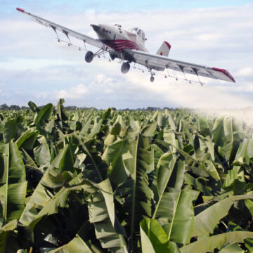 Pesticide de lutte contre le charançon du bananier interdit dès 1977 aux États-Unis et en France en 1990, le chlordécone a été épandu aux Antilles jusqu'en 1993 par dérogation. Pesticide de lutte contre le charançon du bananier interdit dès 1977 aux États-Unis et en France en 1990, le chlordécone a été épandu aux Antilles jusqu'en 1993 par dérogation.
