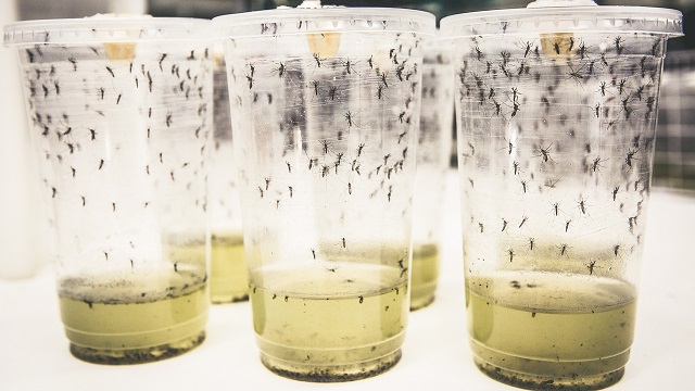 La dengue est une maladie infectieuse présente en Guadeloupe qui se transmet de personne à personne par l'intermédiaire de la piqûre d'un moustique tigre infecté. La dengue est une maladie infectieuse présente en Guadeloupe qui se transmet de personne à personne par l'intermédiaire de la piqûre d'un moustique tigre infecté.