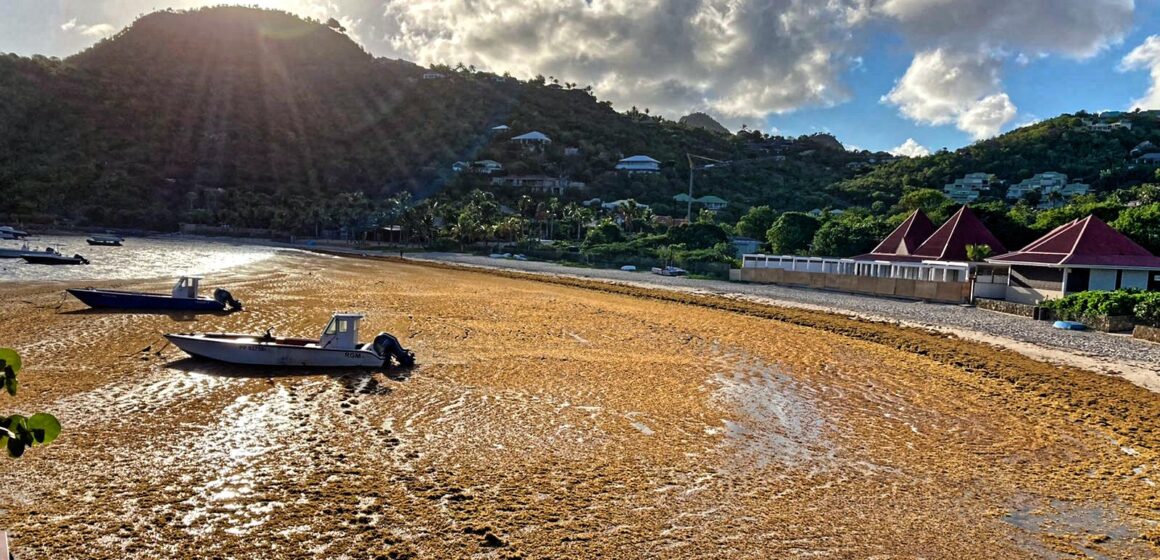 Échouage d’algues sargasses à la baie de Saint Jean en septembre 2022 à Saint-Barthélemy. Photo : Collectivité de Saint-Barthélemy Officiel Échouage d’algues sargasses à la baie de Saint Jean en septembre 2022 à Saint-Barthélemy. Photo : Collectivité de Saint-Barthélemy Officiel