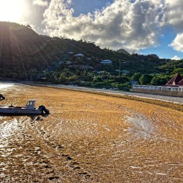 Échouage d’algues sargasses à la baie de Saint Jean en septembre 2022 à Saint-Barthélemy. Photo : Collectivité de Saint-Barthélemy Officiel Échouage d’algues sargasses à la baie de Saint Jean en septembre 2022 à Saint-Barthélemy. Photo : Collectivité de Saint-Barthélemy Officiel