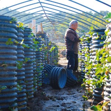 Un villageois effectue une plantation tridimensionnelle de plants de fraises dans le village de Qianfota, ville d'Anqing, province d'Anhui (est de la Chine) le 23 octobre 2024. Photo : CFOTO / Sipa USA Un villageois effectue une plantation tridimensionnelle de plants de fraises dans le village de Qianfota, ville d'Anqing, province d'Anhui (est de la Chine) le 23 octobre 2024. Photo : CFOTO / Sipa USA