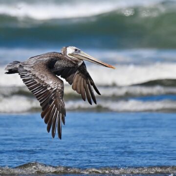 Pélican, oiseau emblématique et protégé en Guadeloupe. Pélican, oiseau emblématique et protégé en Guadeloupe.