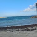 Sargasses sur la plage du bourg de Sainte-Anne, avril 2026. Photo : LCG