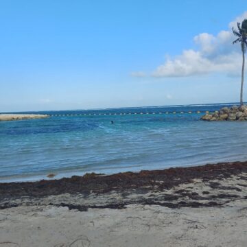 Sargasses sur la plage du bourg de Sainte-Anne, avril 2026. Photo : LCG