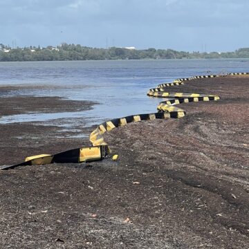 Les sargasses non ramassées s'agglomèrent sur la plateforme de ramassage d'Arnouville Est à Petit-Bourg, 8 avril 2026. Photo / LCG
