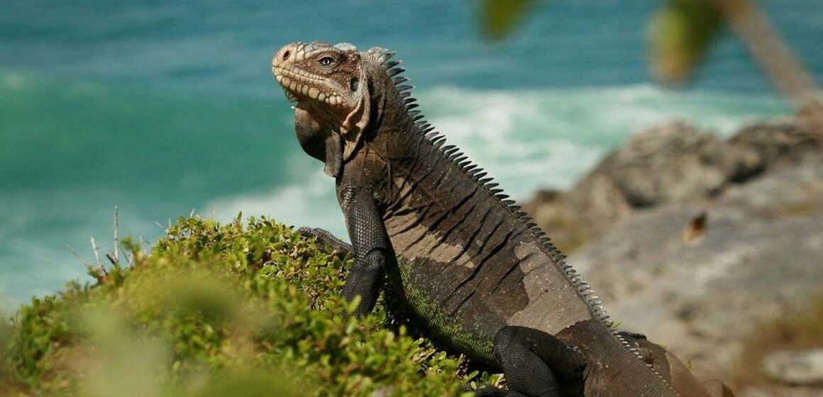 Iguane des Petites Antilles (Iguana delicatissima). Photo : Patricia Brouard