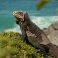Iguane des Petites Antilles (Iguana delicatissima). Photo : Patricia Brouard