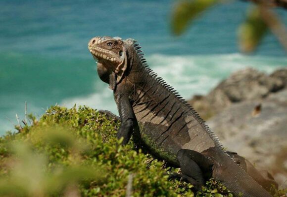 Iguane des Petites Antilles (Iguana delicatissima). Photo : Patricia Brouard