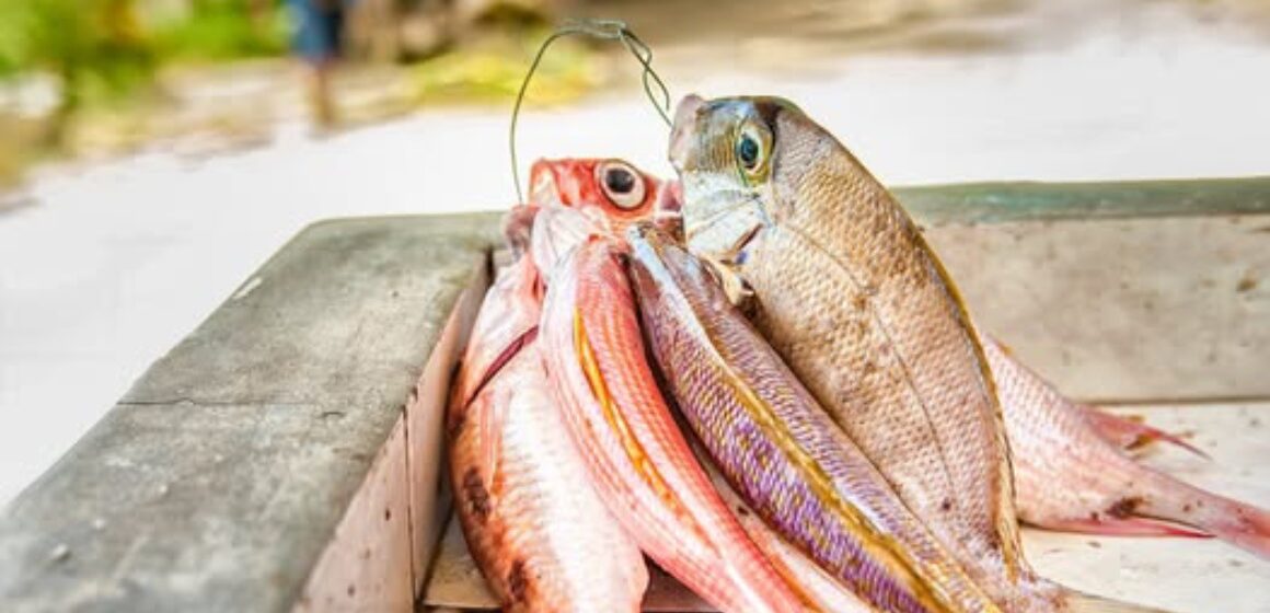 Photo d'illustration poisson nasse de Guadeloupe. Photo: DR