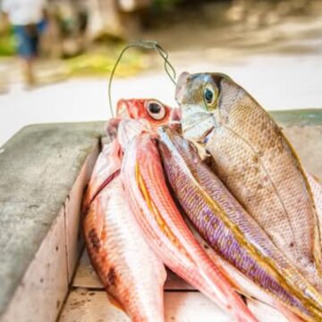 Photo d'illustration poisson nasse de Guadeloupe. Photo: DR