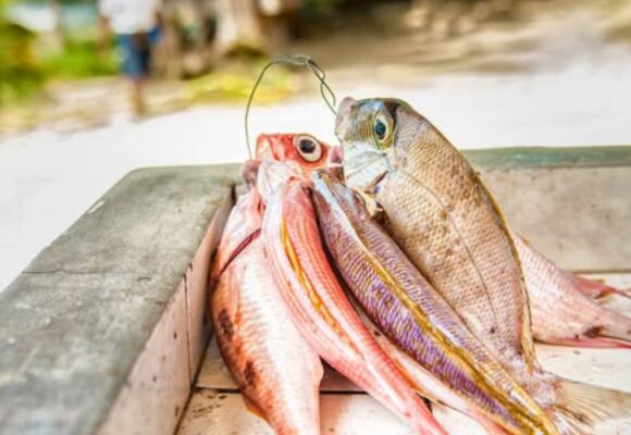 Photo d'illustration poisson nasse de Guadeloupe. Photo: DR