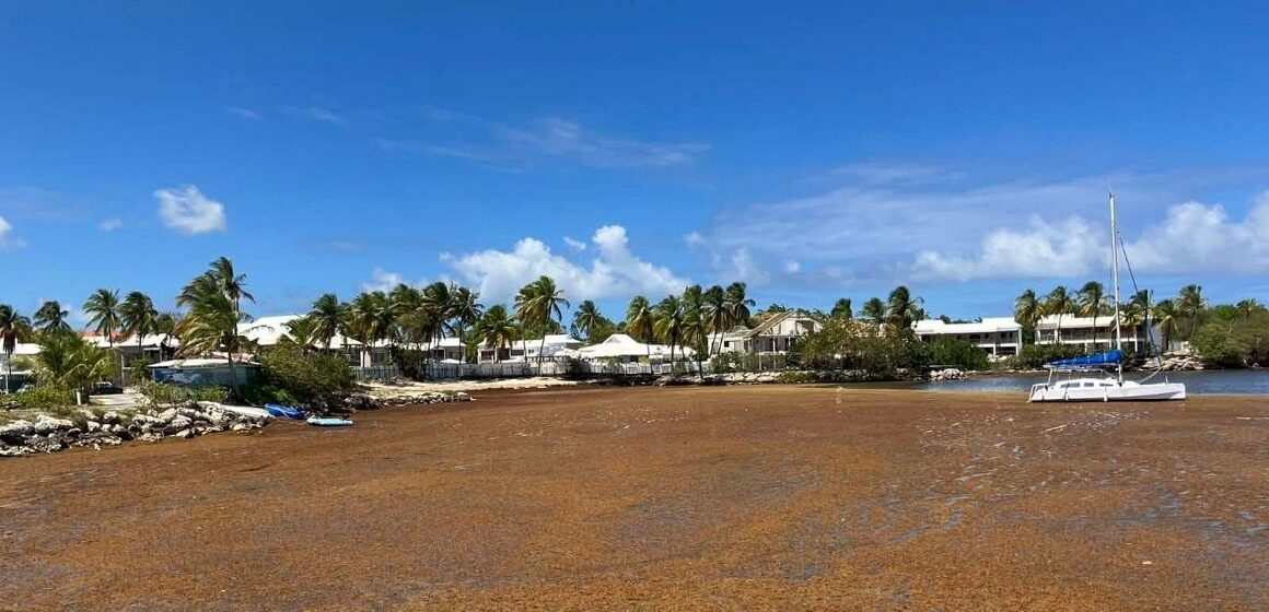 En raison des échouements de sargasses non ramassées, la baie de Saint-François est un point rouge de pollution ce mois de mai 2026. Photo : Météo des Antilles En raison des échouements de sargasses non ramassées, la baie de Saint-François est un point rouge de pollution ce mois de mai 2026. Photo : Météo des Antilles