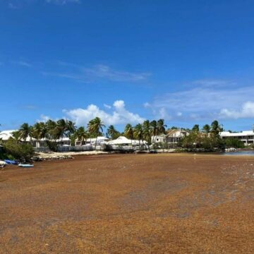 En raison des échouements de sargasses non ramassées, la baie de Saint-François est un point rouge de pollution ce mois de mai 2026. Photo : Météo des Antilles En raison des échouements de sargasses non ramassées, la baie de Saint-François est un point rouge de pollution ce mois de mai 2026. Photo : Météo des Antilles