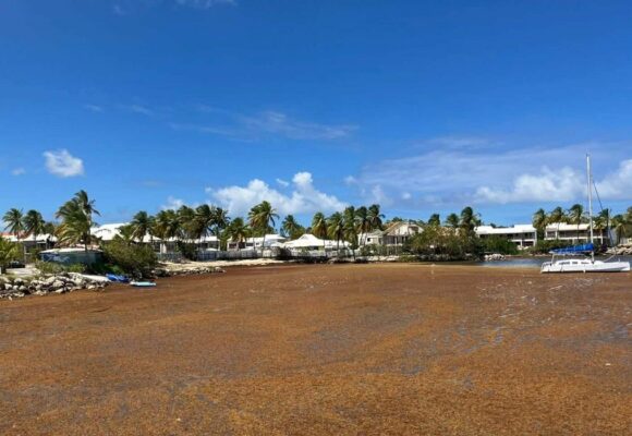 En raison des échouements de sargasses non ramassées, la baie de Saint-François est un point rouge de pollution ce mois de mai 2026. Photo : Météo des Antilles